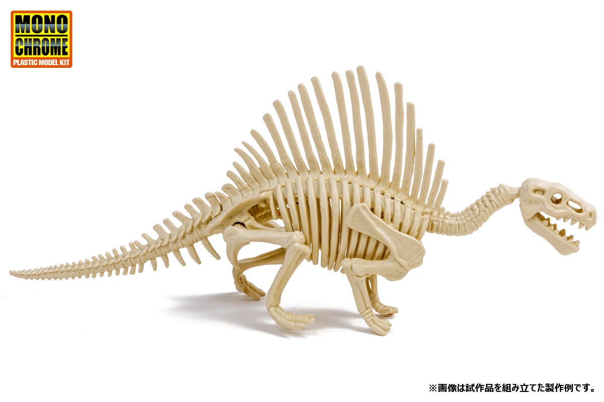 ケムケム産 スピノサウルス 上腕部化石-
